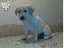 PoulaTo: Kαλή τιμή!!!.Πουλάω όμορφα κουτάβια ράτσα LABRADOR RETRIEVER- Λαμπραντορ Ριτριβερ – 250 eu...